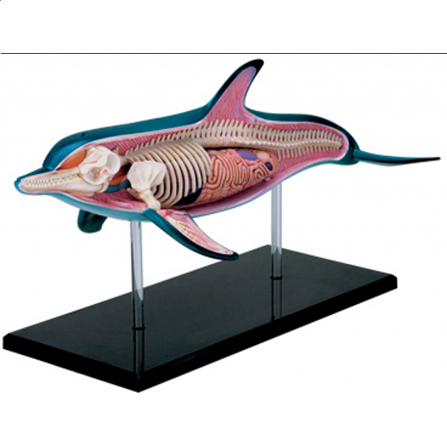 4d Vision - Dolphin Anatomy Model