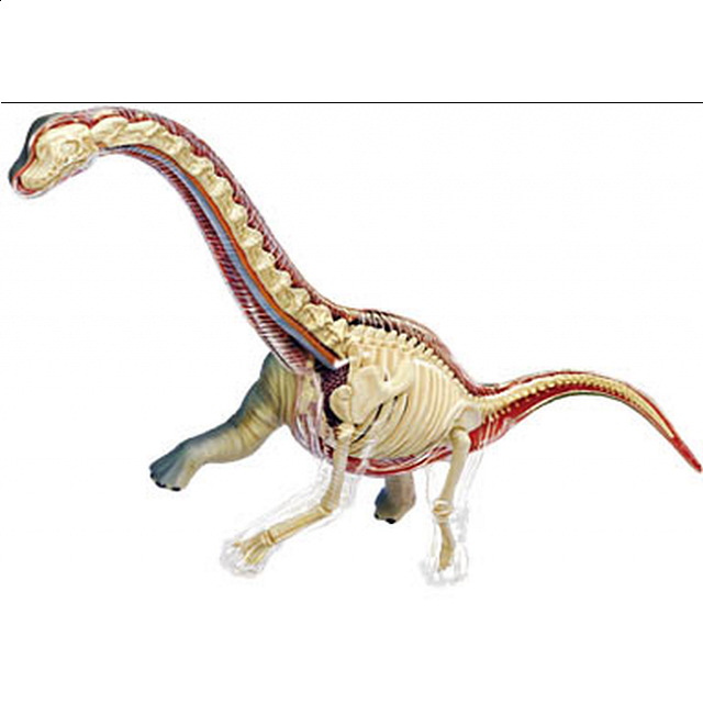 4d Vision - Brachiosaurus Anatomy Model
