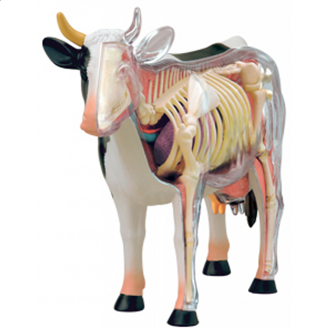 4d Vision - Cow Anatomy Model