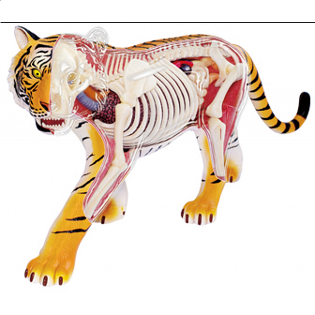 4D Vision Tiger Anatomy Model Designers Puzzle Master Inc