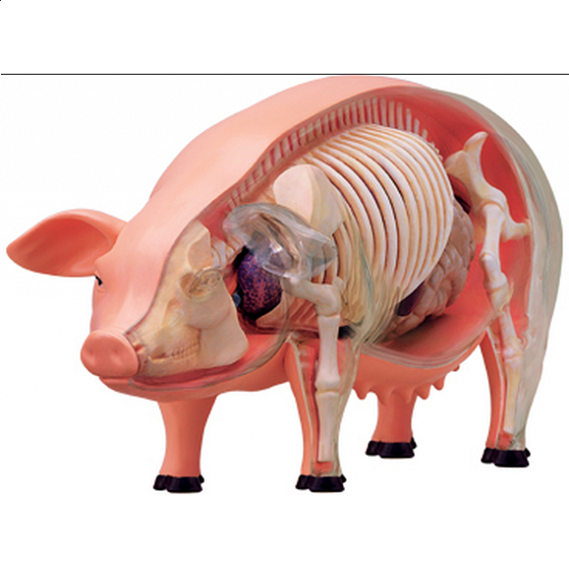 4d Vision - Pig Anatomy Model