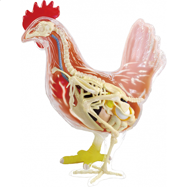 4d Vision - Chicken Anatomy Model