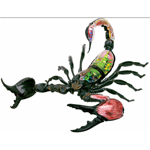 4d Vision - Scorpion Anatomy Model