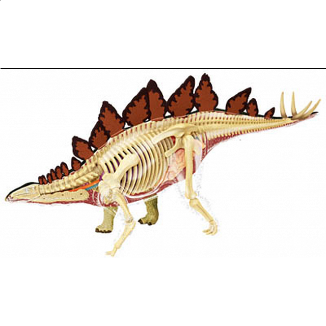 4d Vision - Stegosaurus Anatomy Model