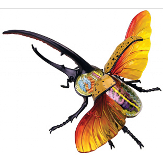 4d Vision - Hercules Beetle Anatomy Model