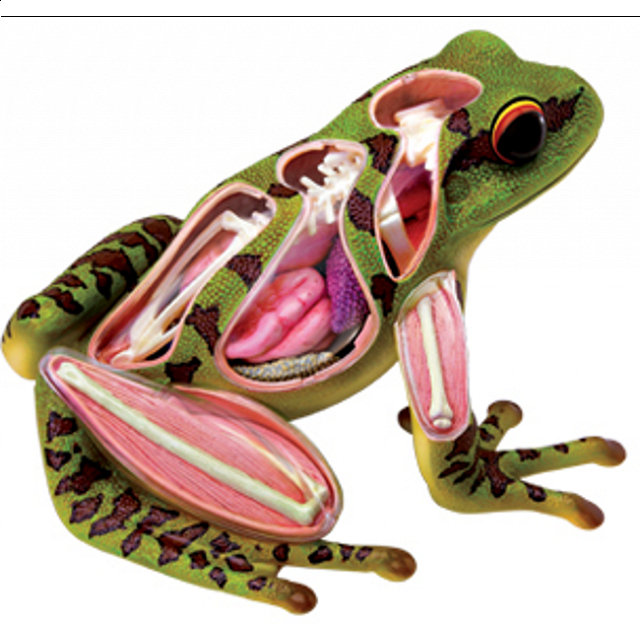4d Vision - Frog Anatomy Model