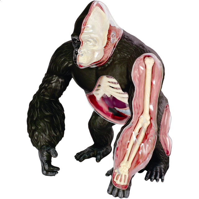 4d Vision - Gorilla Anatomy Model