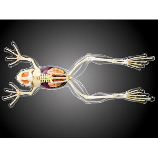4d Vision - Frog - Full Skeleton Model