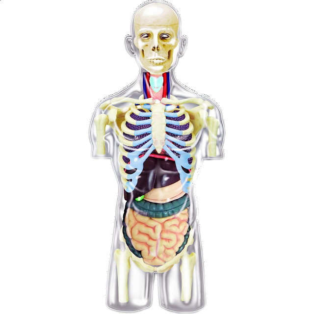 4d Human Anatomy - Transparent Torso