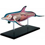 4D Vision - Dolphin Anatomy Model image