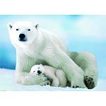 Polar Bear and Baby