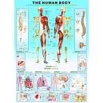 The Human Body