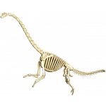 4D Vision - Brachiosaurus Anatomy Model
