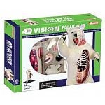 4D Vision - Polar Bear Anatomy Model