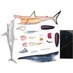 4D Vision - Great White Shark Anatomy Model