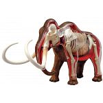 4D Vision - Woolly Mammoth Anatomy Model image
