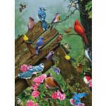 Birds of the Forest