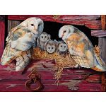 Barn Owls image