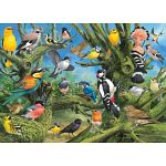Garden Birds
