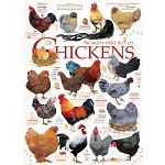 Chicken Quotes