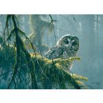 Mossy Branches : Spotted Owl - Large Piece