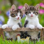 Cuddly Kittens - 3 x 49 piece puzzles
