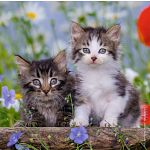 Cuddly Kittens - 3 x 49 piece puzzles