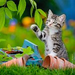 Cuddly Kittens - 3 x 49 piece puzzles