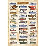 Salmon and Trout