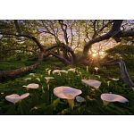 Magic Forests: Calla Clearing