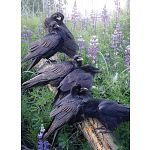 Raven Rendezvous