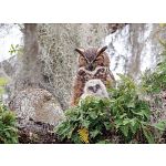 Great Horned Owl