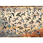Ducks of North America