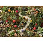 Succulent Garden