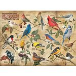 Popular Backyard Wild Birds of North America