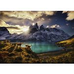 AVH Edition: Guanacos