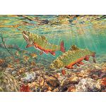 Brook Trout