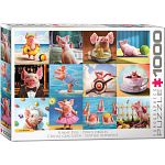 Funny Pigs