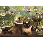 Terrarium Cat