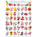 The Language of Flowers