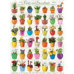 Cacti and Succulents
