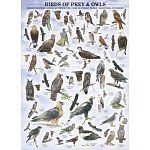 Birds of Prey and Owls