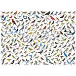 The World of Birds