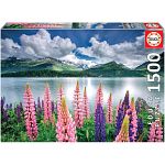 Lupins on the Shores of Lake Sils, Switzerland