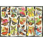 Tropical Butterflies