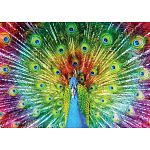 Colorful Peacock