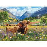 Highland Cows