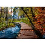 Beautiful Walkways: Autumnal Wood Trail