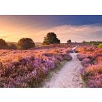 Beautiful Walkways: Pink Pathway