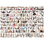 The World Of Cats